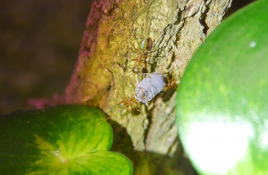 Oecophylla smaragdina Assel Transport-1.jpg