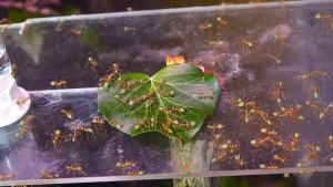 Oecophylla smaragdina auf der Futterplattform.jpg