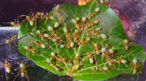 Oecophylla smaragdina kein Zuckerwasser mehr.jpg