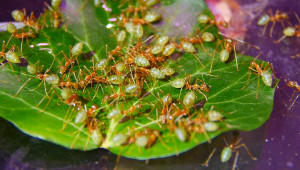 Oecophylla smaragdina trinken Zuckerwasser.jpg