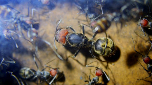 Camponotus Altkönigin.jpg