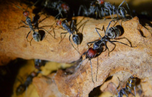 Camponotus singularis _2.jpg