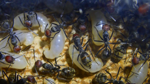 Camponotus singularis Königinnenlarven _1.jpg