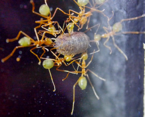 Oecophylla smaragdina erbeuten Assel.jpg