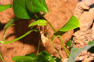 Oecophylla smaragdina Futter.jpg