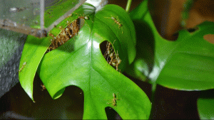 Oecophylla smaragdina.gif