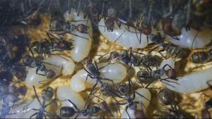 Camponotus singularis Larven.gif