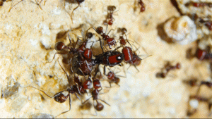 Messor cephalotes Jungkönigin.gif