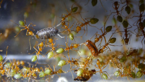 Oecophylla smaragdina haben Asseln erbeutet_2.jpg