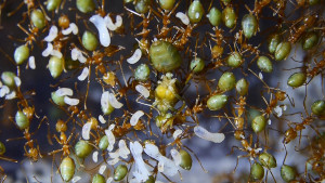 Oecophylla smaragdina Königin mit Brut.jpg