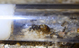 Lasius cf. niger.jpg