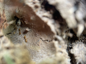 IMG_6898.jpeg
