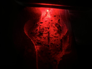IMG_4459.jpeg
