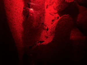 IMG_4457.jpeg