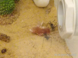 IMG_20250428_023500.jpg