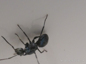 IMG_20250416_200019.jpg
