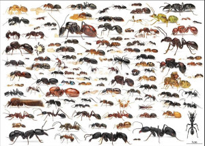 AntS.jpg