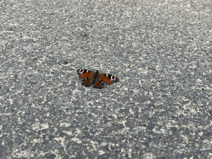 IMG_5071.jpeg