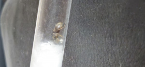 20250716_110601.jpg (1.44 MiB) 1045 mal betrachtet 20250716_110601.jpg