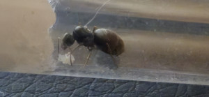 20250716_110530.jpg (1.24 MiB) 1091 mal betrachtet 20250716_110530.jpg