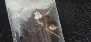 20250716_110854.jpg (1.45 MiB) 945 mal betrachtet 20250716_110854.jpg