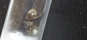 20250716_110439.jpg (1.27 MiB) 945 mal betrachtet 20250716_110439.jpg