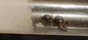 20250715_212210.jpg (1.19 MiB) 945 mal betrachtet 20250715_212210.jpg