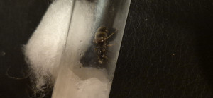 20250715_210023.jpg (2.51 MiB) 1091 mal betrachtet 20250715_210023.jpg