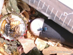 IMG_20250718_205334.jpg (1.89 MiB) 1331 mal betrachtet die kleine Schlachtplatte, was sie davon wohl interessiert?