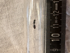 IMG_2036.jpeg