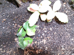IMG_20250705_192815.jpg
