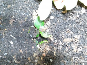 IMG_20250709_112555.jpg