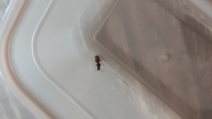 IMG-20250723-WA0009.jpeg