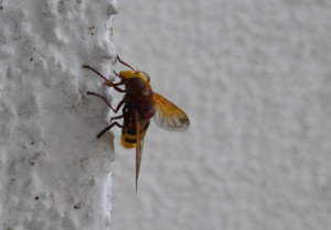 Schwebfliege.JPG