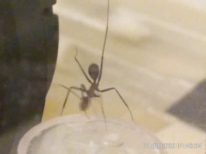 long legged ant
