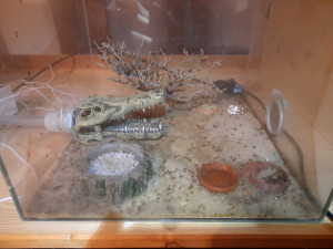 Arena Myrmica rubra