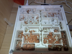 Ameisenfarm Myrmica rubra