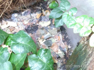IMG_20250727_190713.jpg