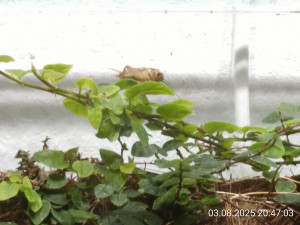IMG_20250803_204703.jpg
