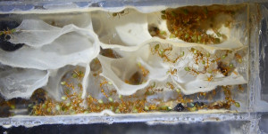 Oecophylla smaragdina Nest im Kunststoffblock.jpg