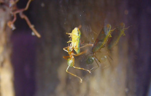 Oecophylla smaragdina Zikade hat pech gehabt.jpg