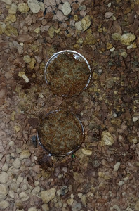 Solenopsis fugax