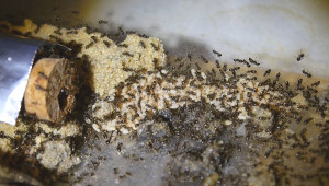Lasius niger Puppenaustellung.jpg