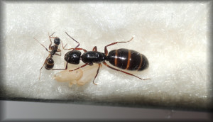 Cf_20250813.jpg
