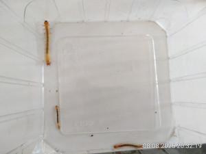 IMG_20250808_203219.jpg
