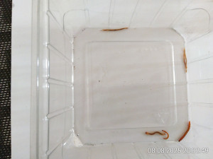IMG_20250808_203249.jpg