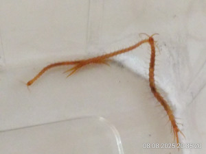 IMG_20250808_203520.jpg