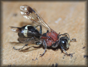 Oryttus_concinnus_01.jpg