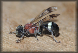 Oryttus_concinnus_02.jpg