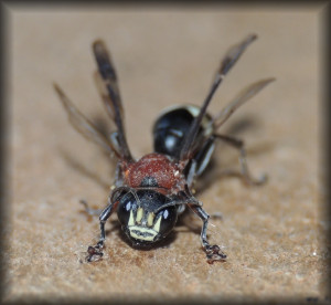 Oryttus_concinnus_03.jpg